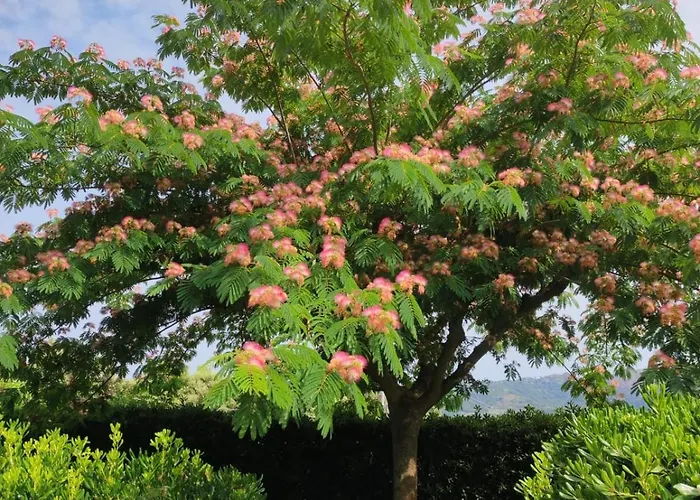 I Salici Capoliveri (Isola d'Elba)